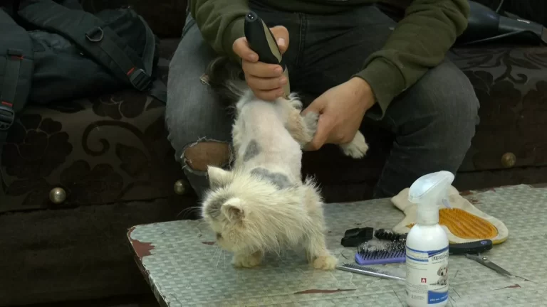 فلسطيني حوّل منزله إلى صالون يدلل فيه القطط!