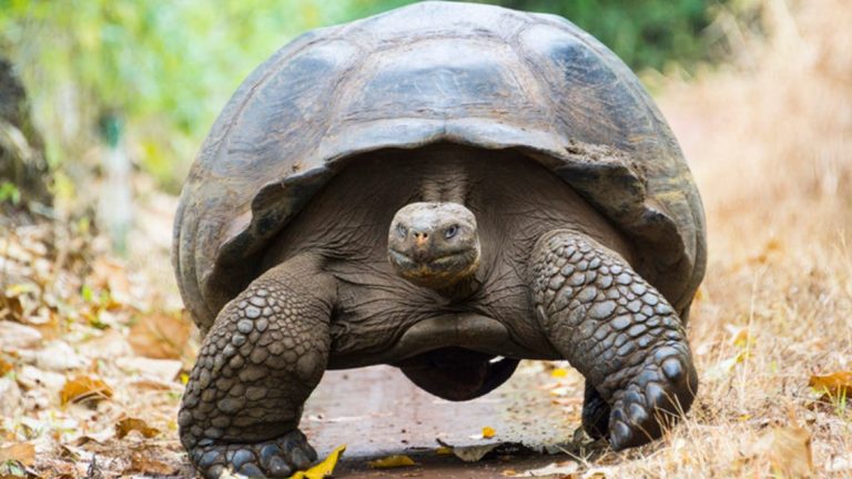 علاج للسرطان.. ما علاقة السلاحف العملاقة به؟