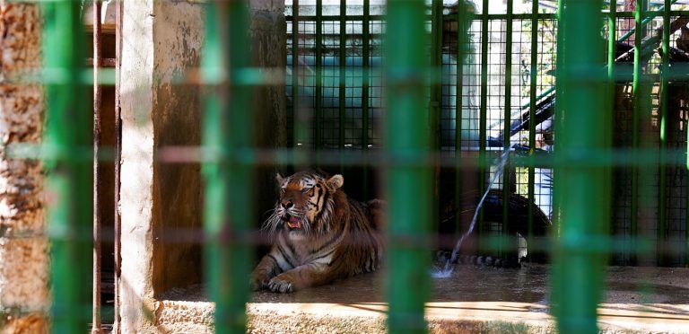 توضيح من”الزراعة” حول حادثة حديقة الحيوانات