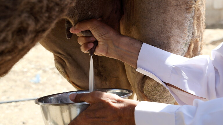 فوائد حليب الإبل “تفوق الخيال”!