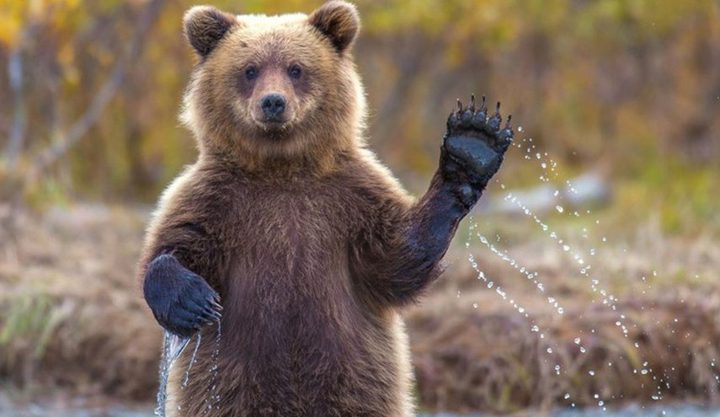 دب ضخم يدخل متجرا ليعقم نفسه من “كورونا”!