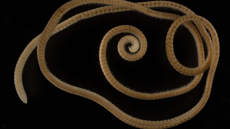 بالفيديو – دودة تمتلك أكثر من 1000 قدم!!