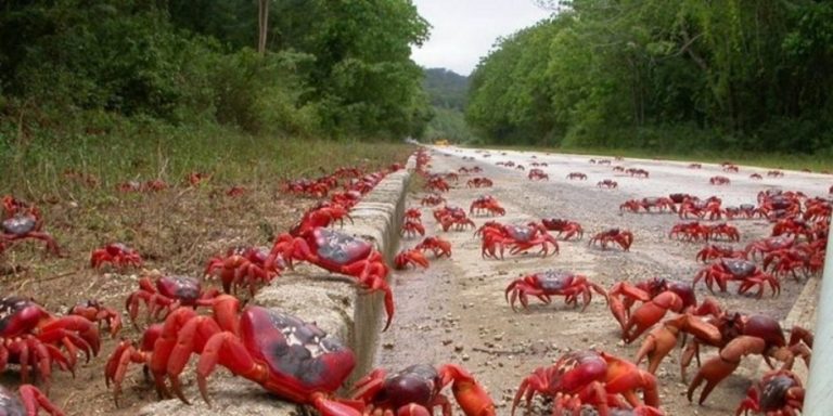 بالفيديو.. سرطان البحر يغزو أستراليا