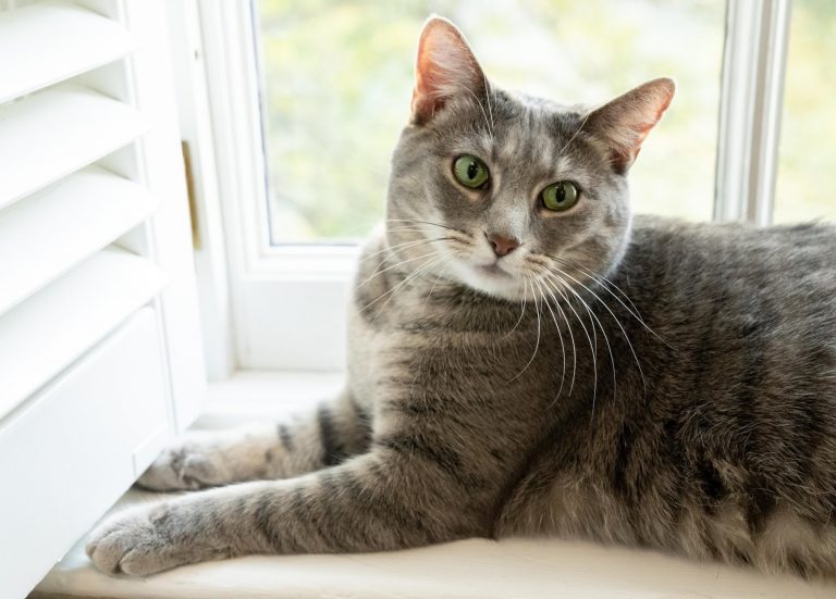 بالصور: القطة “ويلو” ساكنة البيت الأبيض الجديدة