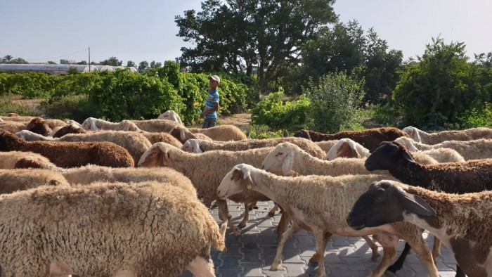 لصوص حاولوا سرقة أغنام في الطيبة