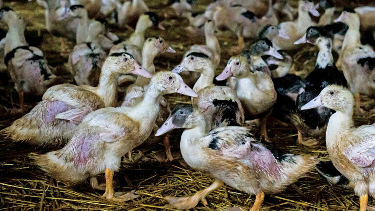 نفوق 1000 بطة بحريق في مصر