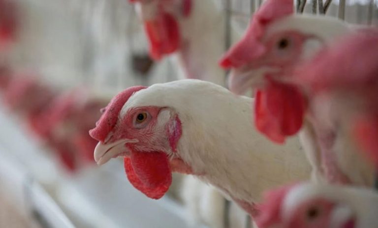 بلغاريا تعدم 39 ألف دجاجة