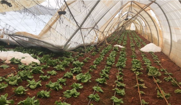 أضرار جسيمة خلفتها العاصفة الثلجية في محاصيل بعلبك الزراعية