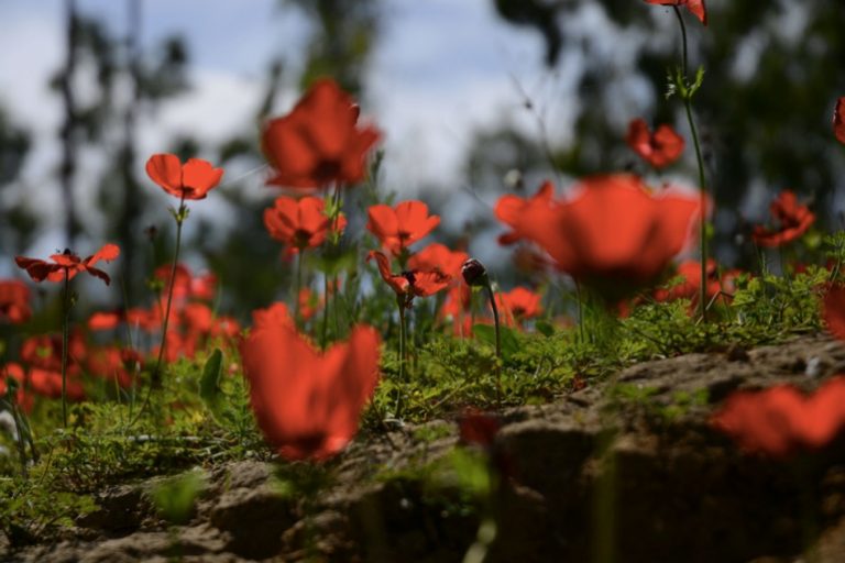 آخر صيحات العلم.. نبات شهير يساهم بعلاج “الملاريا”!