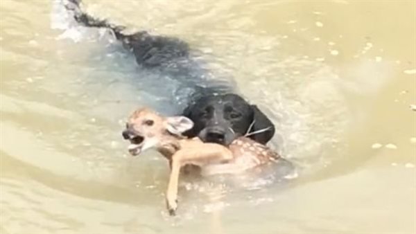 بالفيديو: كلب شجاع ينقذ غزالا صغيرا من الغرق!