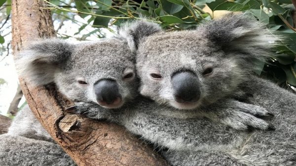حيوانات الكوالا مهددة بالانقراض!