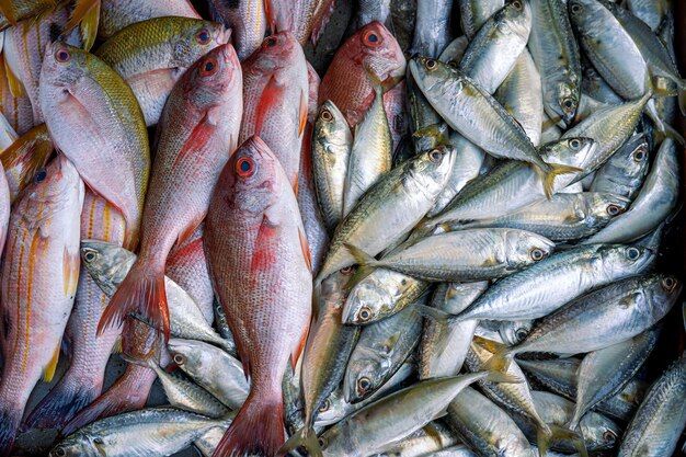 الأسماك الملوثة تغزو الأسواق والمطاعم.. ومصلحة “الليطاني” تحذر