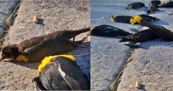 بالفيديو: سماء المكسيك تُمطر طيورًا!