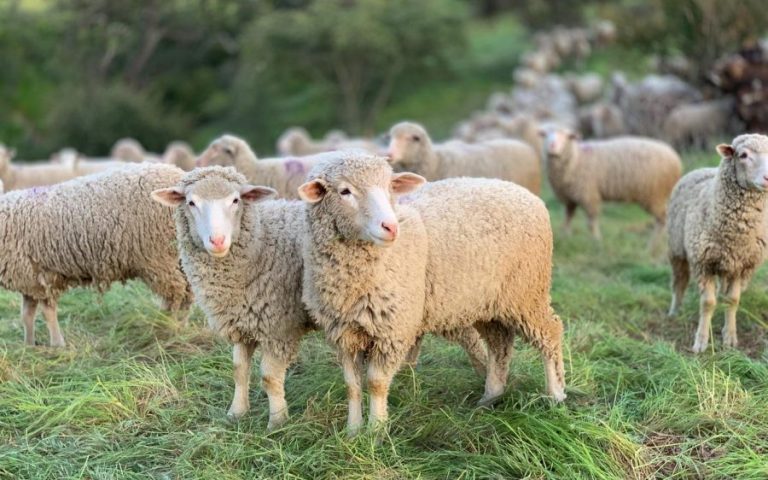 بالفيديو: القبض على مصري يبيع أغناماً نافقة لمطاعم في السعودية