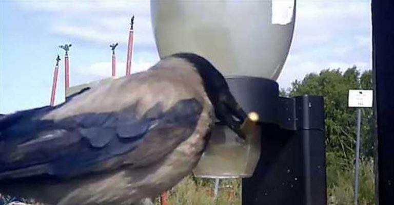 السويد “توظّف” الغربان عمّال نظافة!