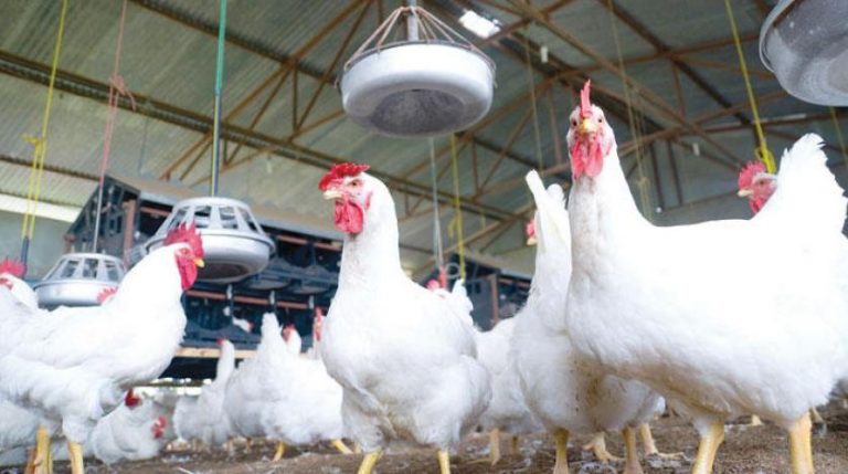 العلماء يجيبون على السؤال التاريخي: “أيهما جاء أولاً.. الدجاجة أم البيضة؟”