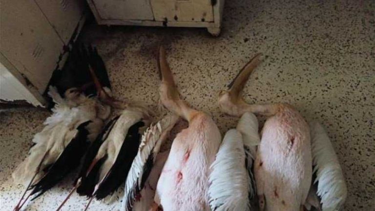 توقيفات لقوى الأمن بجرم صيد طيور محظور قتلها