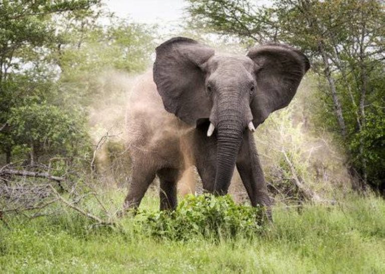 دولة أفريقية تعدم 200 فيل!