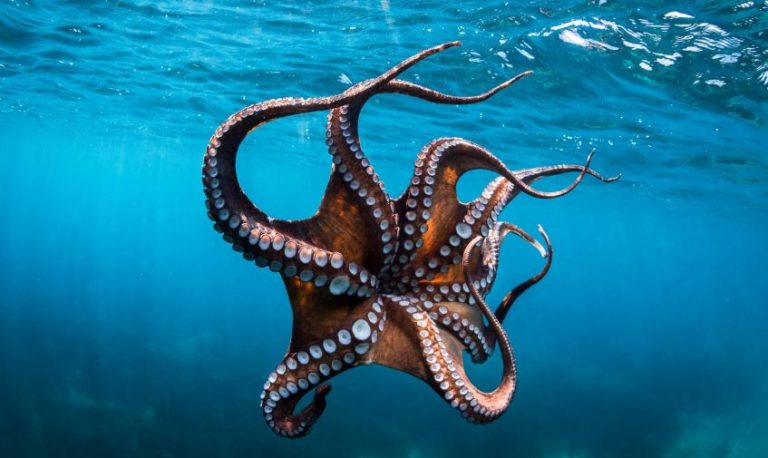 للأخطبوط مشاعر كالإنسان!