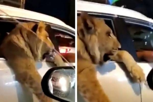 بالفيديو: أسد يطل برأسه من سيارة في بغداد!