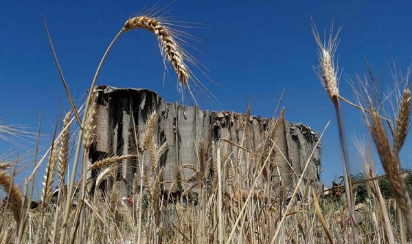 أزمة القمح تتفاقم.. والبلد على مشارف “الكارثة”!