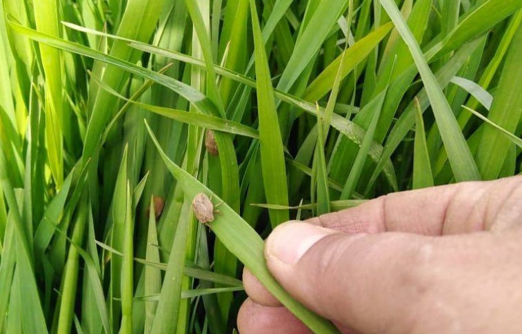 حملة لـ مكافحة حشرة “السونة” الفاتكة بحقول القمح