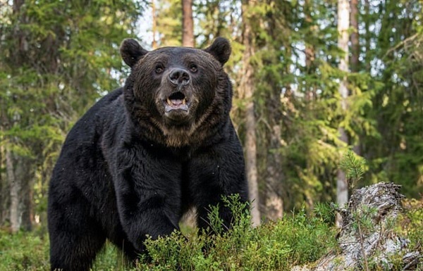 بالفيديو: عائلة تنجو من مطاردة دب أسود!