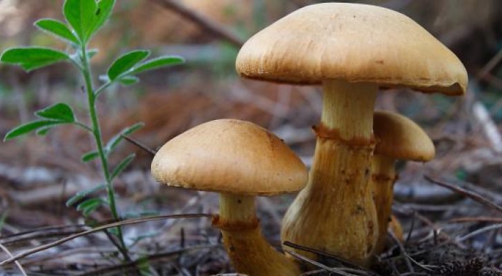 وفاة أربعينيّ بالفطر السّام في الخيام