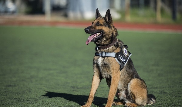 كلب يعضّ 4 مسنين