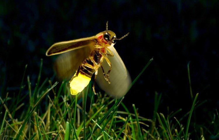 فيديو: حشرات لطيفة تضيء ليل غابة صينية!