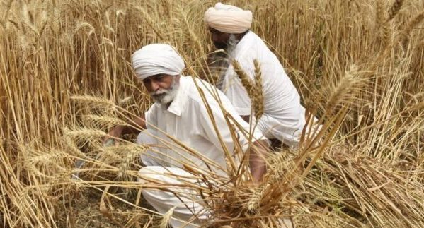 القمح يسجل سعراً قياسياً بعد حظر تصديره من الهند