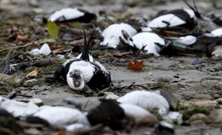 الطيور تتساقط من السماء في الهند!