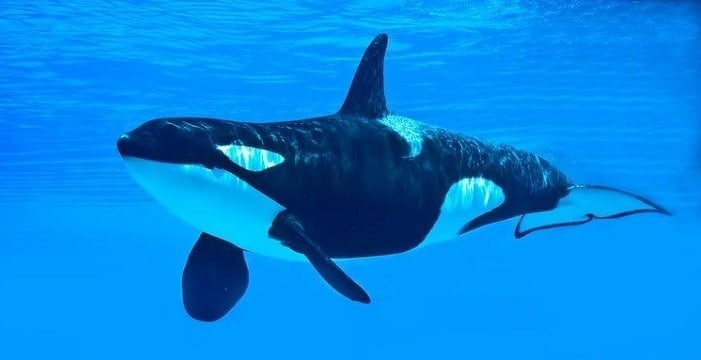 الحوت القاتل