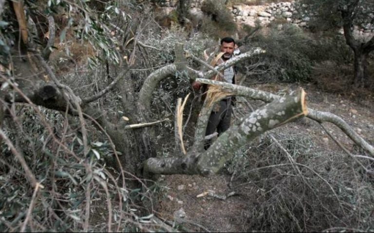 وزارة الزراعة: تسطير محاضر ضبط بحق قاطعي أشجار  وادي فعرا