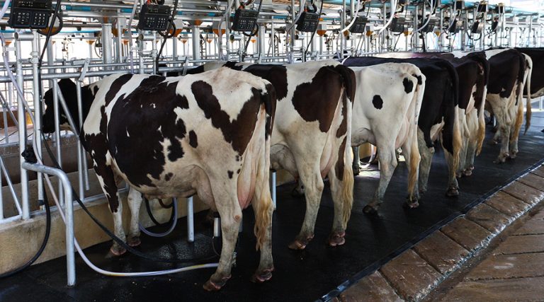 مربو أبقار أوقفوا شاحنة حليب.. ووزارة الزراعة تتخذ اجراءاتها