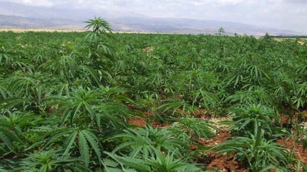 اتلاف 10 أطنان من حشيشة الكيف في صيدا!