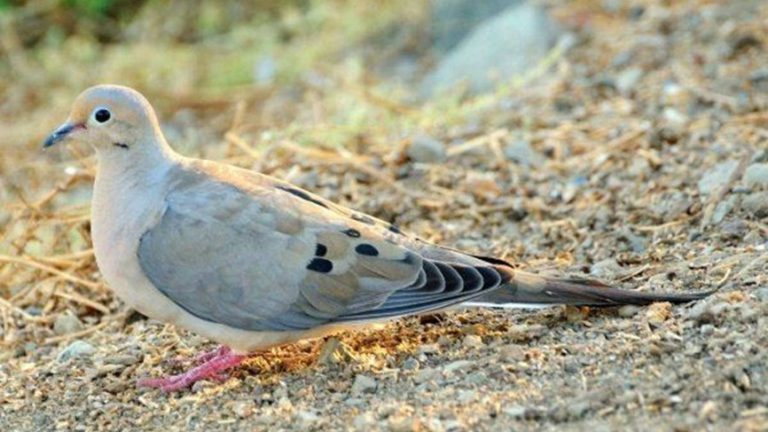بالفيديو: شاب يفصل رأس حمامة بيده و يُثير ضجة على مواقع التواصل!