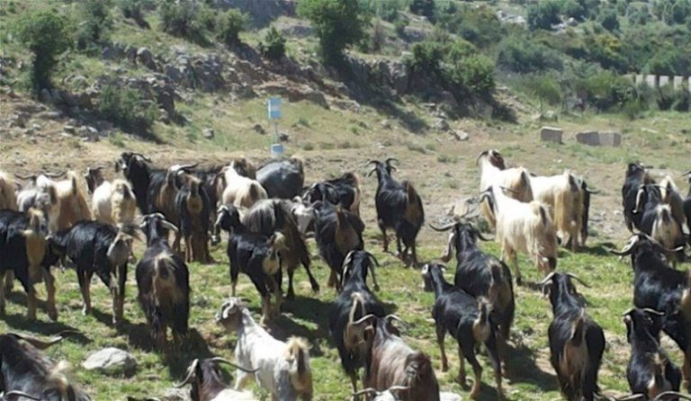 قوات العدو الاسرائيلي سرقت 250 رأس ماعز لـ راعي في كفرشوبا