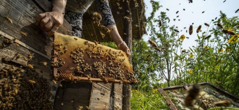 إزالة 6 آلاف نحلة من جدار منزل في ولاية أميركية