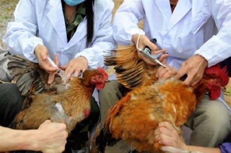 فيروس جديد يصيب الدجاج.. وخبراء يحذرون