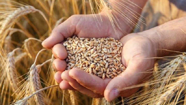 القمح متوفر.. وطلبيات جديدة على الطريق