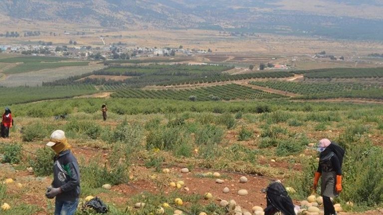 لليوم الثاني.. العدو يطلق النار لترهيب المزارعين في الجنوب