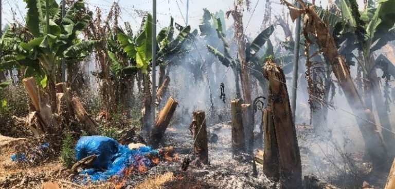 حريق كبير في بساتين موز وحمضيات جنوب صور