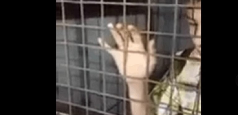 بالفيديو: العثور على طفل مسجون تحت الأرض في طرابلس!