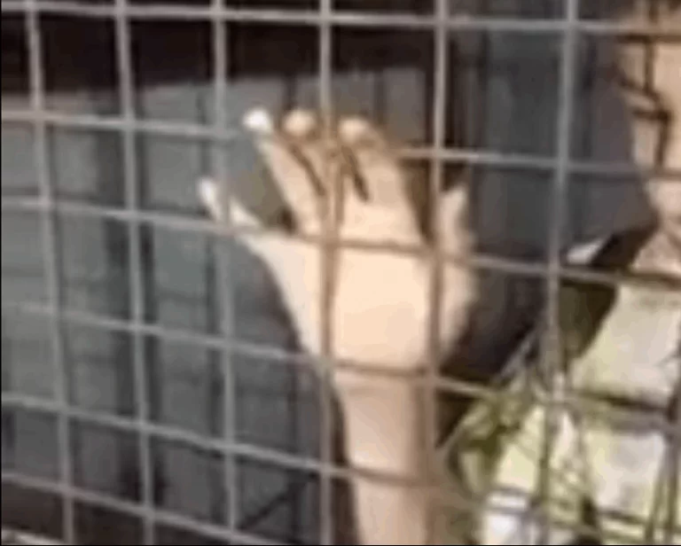 قوى الأمن تكشف حقيقة الطفل المسجون داخل قفص