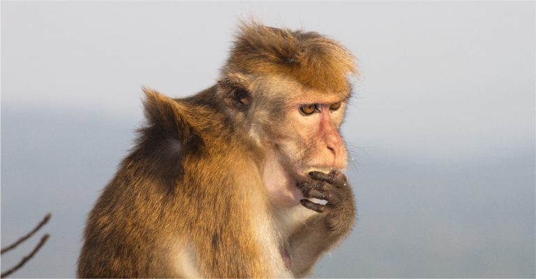 تسجيل أول إصابة بجدري القردة في لبنان