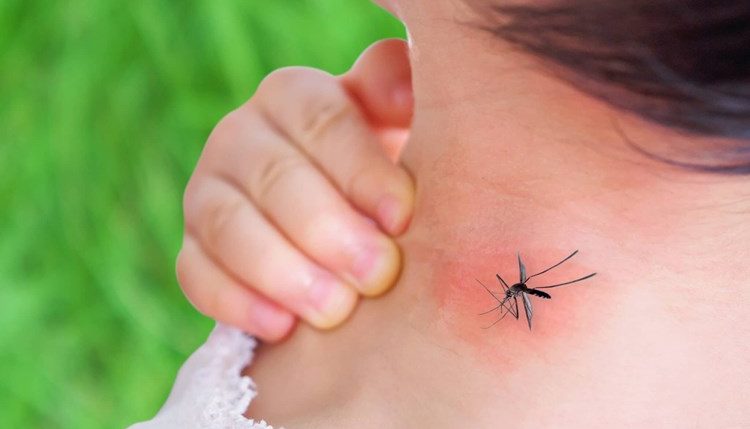 ما هي الألوان التي تجذب البعوض؟