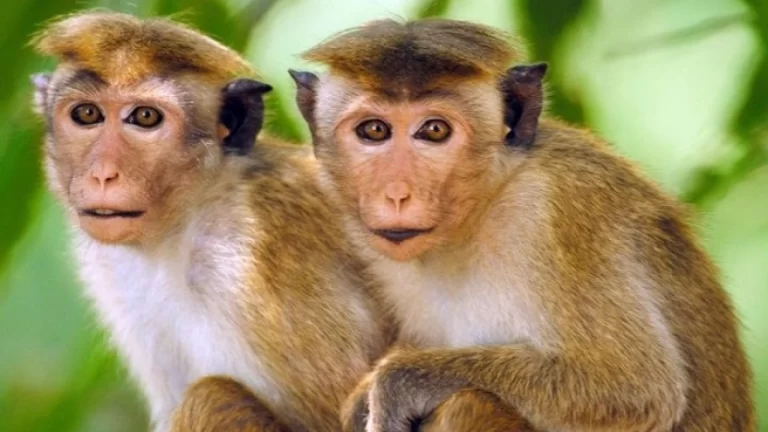 الصين ترسل القرود إلى الفضاء!