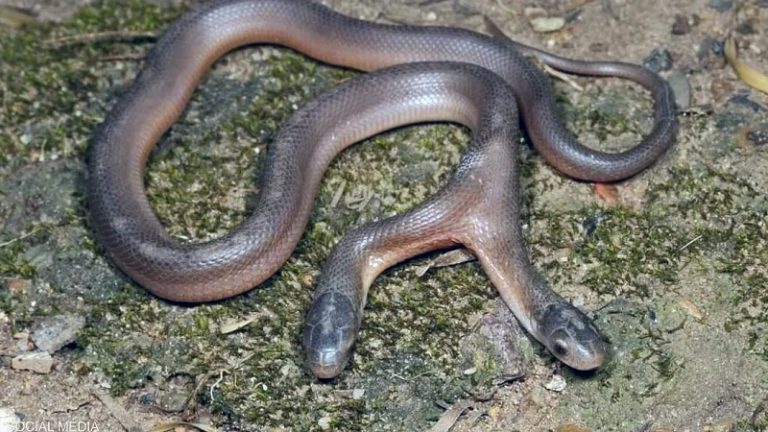 ثعبان نادر برأسين يصدم خبير أفاعي