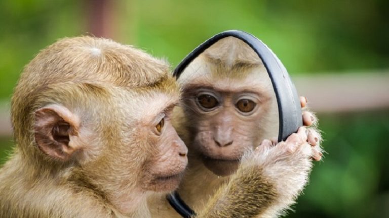 أكثر من 5 آلاف إصابة بجدري القردة في العالم